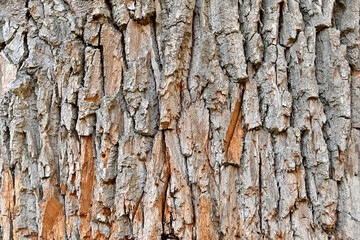 Wall Mural - Tree bark background