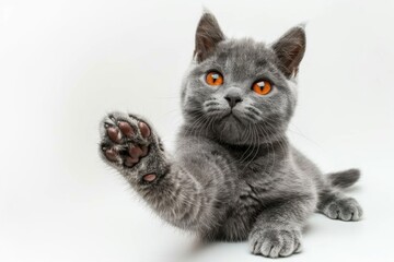 Poster - A close-up image of a gray cat sitting on a white surface, featuring bright orange eyes