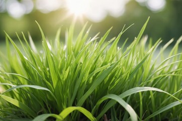 Wall Mural - Close-up shot of green grass with blurred garden background symbolizing nature beauty