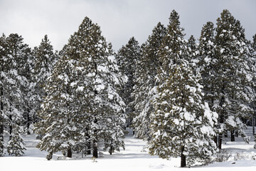 Wall Mural - Snow covered pine trees in the higher elevations of Flagstaff, Arizona.