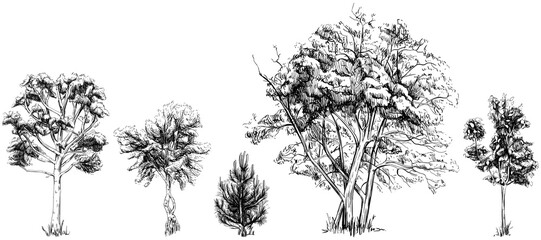 Collection of hand drawn trees. Sketch illustration isolated on white background set.