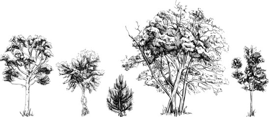 collection of hand drawn trees. sketch illustration isolated on white background set.