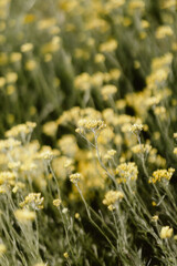 Wall Mural - field of daisies