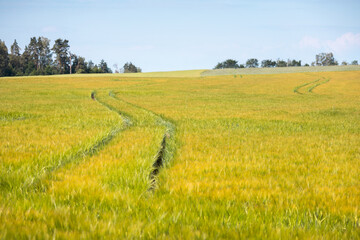 Poster - Spring wheat field with tractor furrows