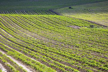 Sticker - Cultivated land - spring field with planted potatoes plants