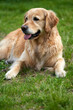 © Barnabas - A beautiful female young golden retriever is resting on the grass