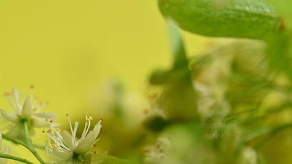 Canvas Print - fresh linden flowers