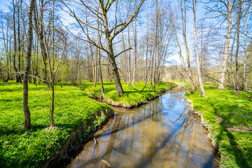 A serene stream meanders through a lush forest, with vibrant green grass along its banks and sunlight filtering through the canopy of trees in the freshness of spring.