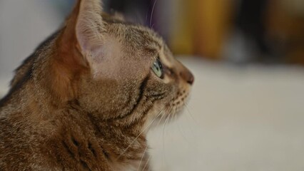 Poster - Close-up of a tabby cat indoors with green eyes, highlighting its expressive face and detailed fur in a cozy home setting.