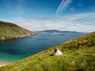 Wall Mural - A sheep is grazing on a grassy hillside overlooking Keem bay and beach, Ireland The scene is peaceful and serene, with the sheep being the only living thing in the image. Irish nature landscape.