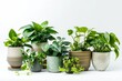 © Avve Diana - Plants of five different types are contained in one pot