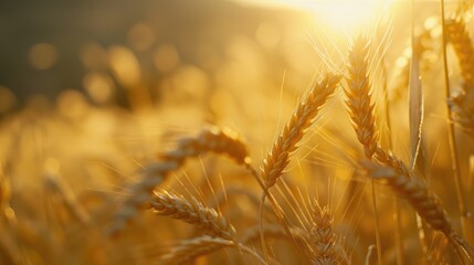 Wall Mural - Close up of wheat ear in a wheat field