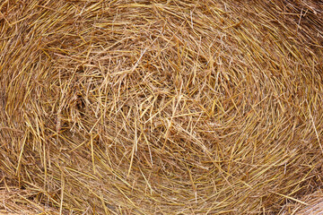 Canvas Print - Hay bale roll as background, closeup view