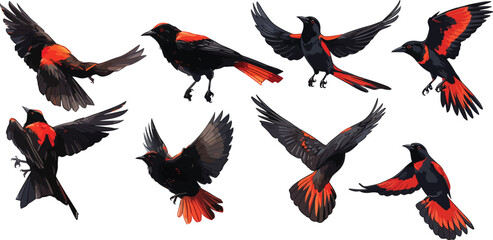 Red winged blackbird clipart vector for graphic resources	
