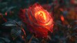 © TheWaterMeloonProjec - A lovely rose illuminated from within