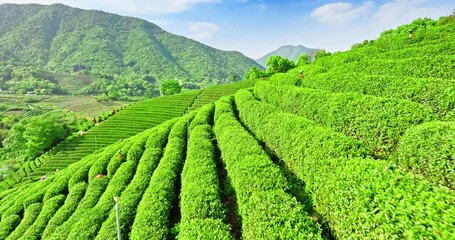 Wall Mural - Aerial view of green tea plantation with mountain nature landscape in Hangzhou, China. Beautiful mountain tea garden landscape in spring.