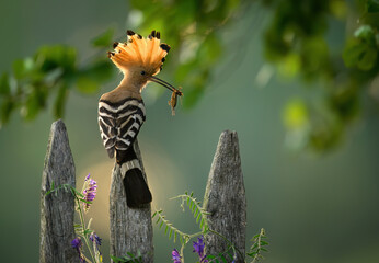 Wall Mural - Eurasian hoopoe bird in early morning light ( Upupa epops )