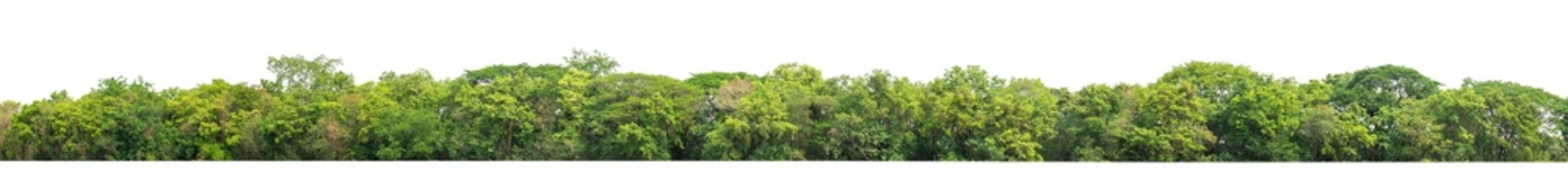 Aufkleber - Green Trees on transparent background. are Forest and foliage in summer for both printing and web pages with cut path and alpha channel