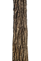 Poster - Trunk of a tree Isolated On transparent Background..
