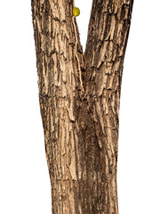 Aufkleber - Trunk of a tree Isolated On transparent Background.