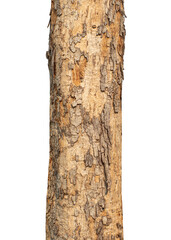 Aufkleber - Trunk of a tree Isolated On transparent Background.