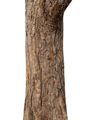 Poster - Trunk of a tree Isolated On transparent Background.