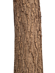 Aufkleber - Trunk of a tree Isolated On transparent Background.