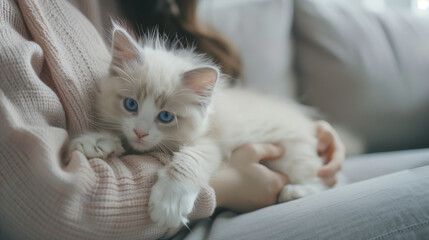 Wall Mural - Cute kitten hugged by a woman on a minimalist sofa, cat with soft white fur and big blue eyes, Ai generated Images