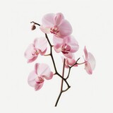 A close-up  of a pink orchid branch on a white background