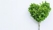 © Fuji - small tree with leaves heart shaped on white background with blank space. Generative Ai