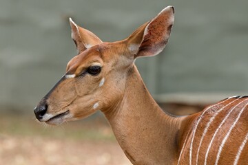Wall Mural - Female Nyala (Tragelaphus angasii) in Hlane Royal National Park. Eswatini. Africa.