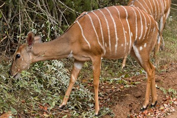 Wall Mural - Female Nyala (Tragelaphus angasii) in Hlane Royal National Park. Eswatini. Africa.