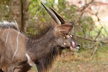Wall Mural - Male Nyala (Tragelaphus angasii) in Hlane Royal National Park. Eswatini. Africa.