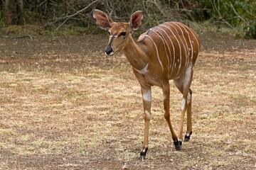 Wall Mural - Female Nyala (Tragelaphus angasii) in Hlane Royal National Park. Eswatini. Africa.