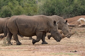 Wall Mural - A white rhinoceros (Ceratotherium simum) at a watering hole in Hlane Royal National Park. Eswatini. Africa.