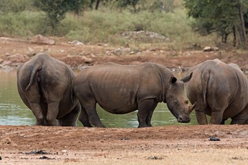 Wall Mural - A white rhinoceros (Ceratotherium simum) at a watering hole in Hlane Royal National Park. Eswatini. Africa.
