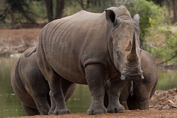 Wall Mural - White Rhino (Ceratotherium simum) in Hlane Royal National Park. Eswatini. Africa.