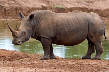 Wall Mural - White Rhino (Ceratotherium simum) in Hlane Royal National Park. Eswatini. Africa.