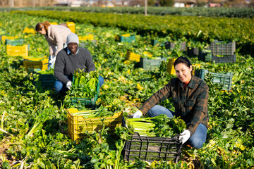 Wall Mural - Happy Asian female farmer working on vegetable plantation on spring day, gathering crop of organic celery. Rich harvest concept