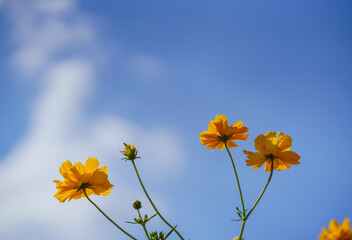 Wall Mural - Closeup of orange Cosmos flower under sunlight with blue sky and cloud using as background natural plants landscape, ecology wallpaper cover page concept.