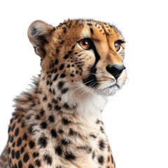 [Transparent Background PNG]Cheetah Portrait on White Background