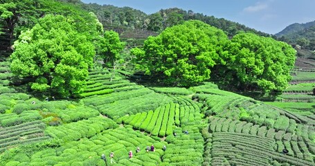 Wall Mural - Aerial view of green tea plantation nature landscape in Hangzhou, China. Beautiful mountain tea garden landscape in spring.