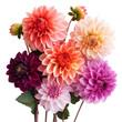 © siaminka - A bouquet of flowers with a variety of colors including pink, purple, and orange. Bouquet of dahlias