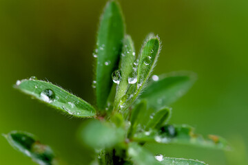 dew drop on green leaves taken in the morning