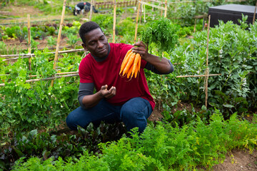 Canvas Print - Man holding fresh carrots during harvesting in garden outdoor