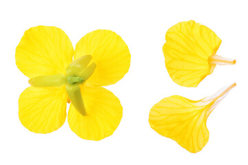 Wall Mural - Rapeseed flowers isolated on white background, Top view. Flat lay