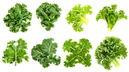 Kale isolated. Kale on the white background.