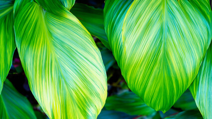 Abstract colorful tropical leaf texture and nature background