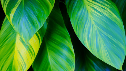 Abstract colorful tropical leaf texture and nature background