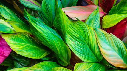Abstract colorful tropical leaf texture and nature background